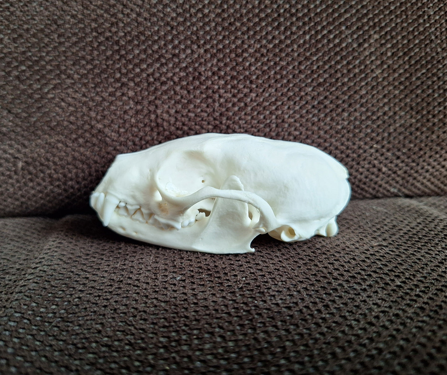 Stone marten skull #1