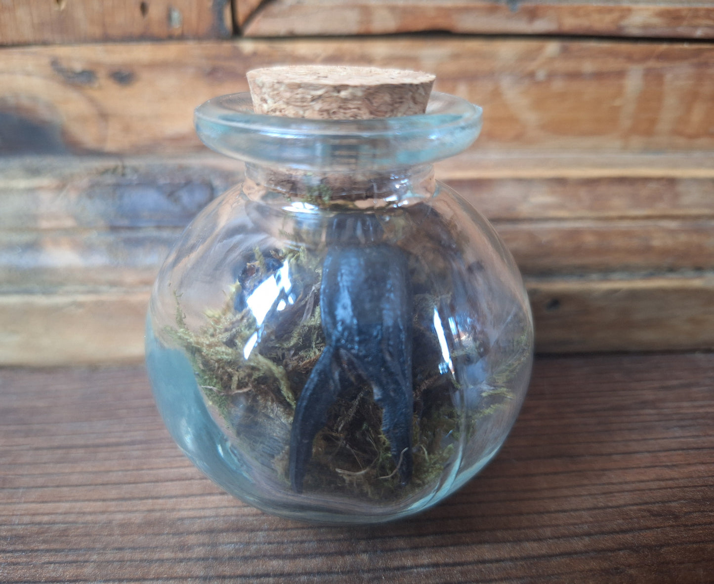 Scorpion claws in glass jar