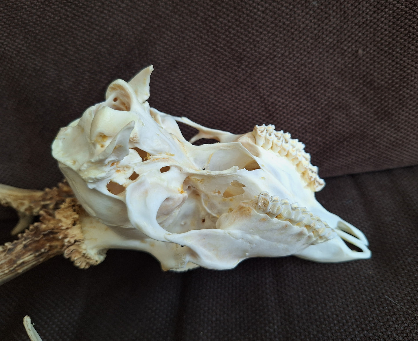 Roe buck skull #4