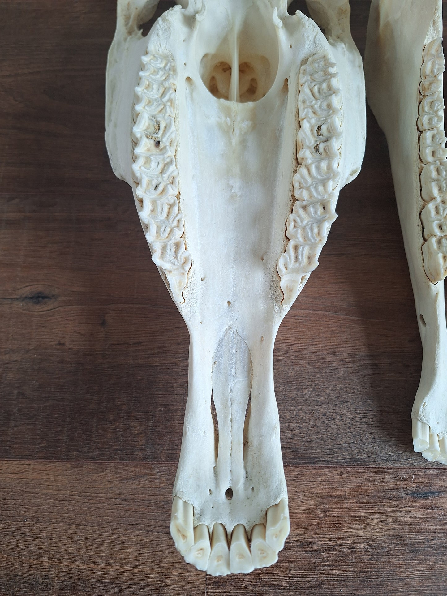 Horse skull