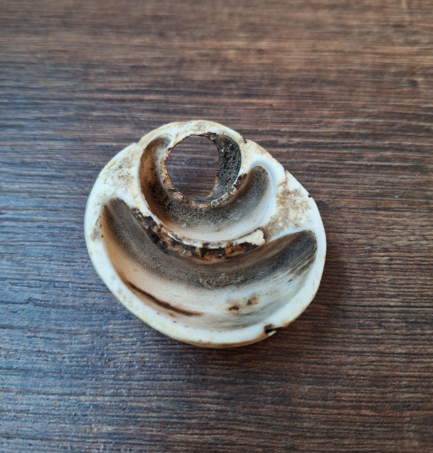 Old Tibetan conch shell pendant