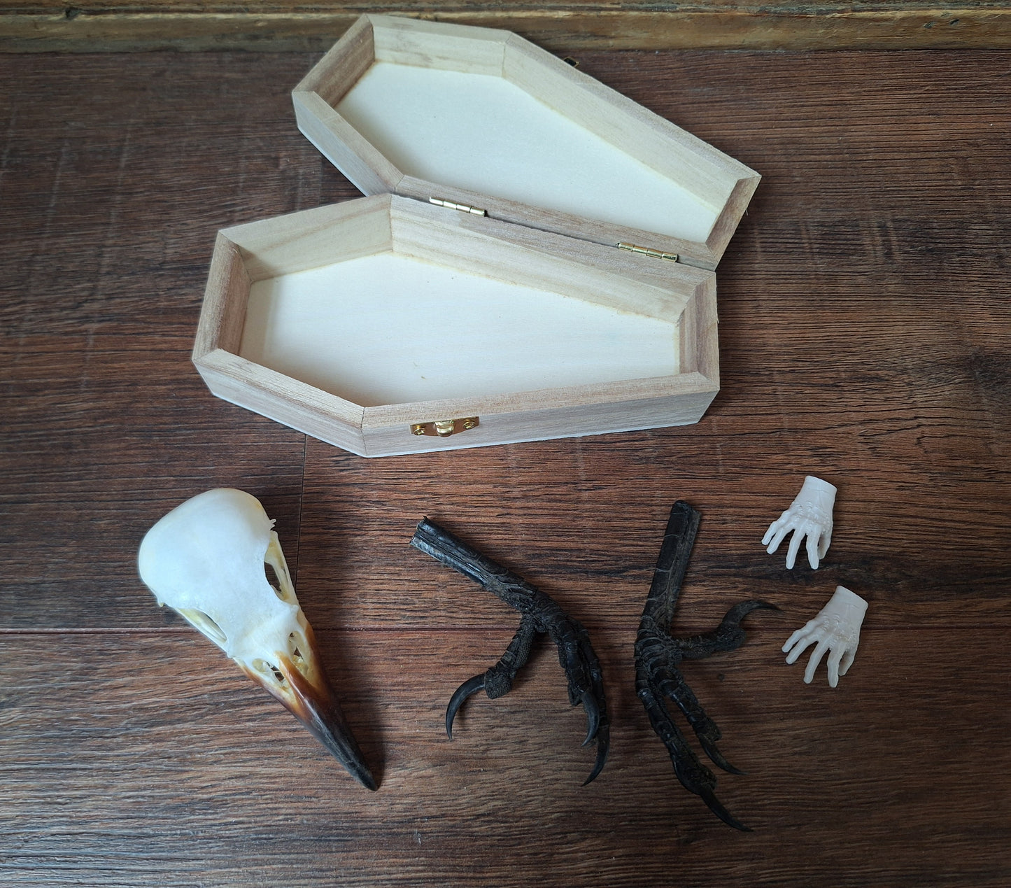Crow skull and claws set in coffin