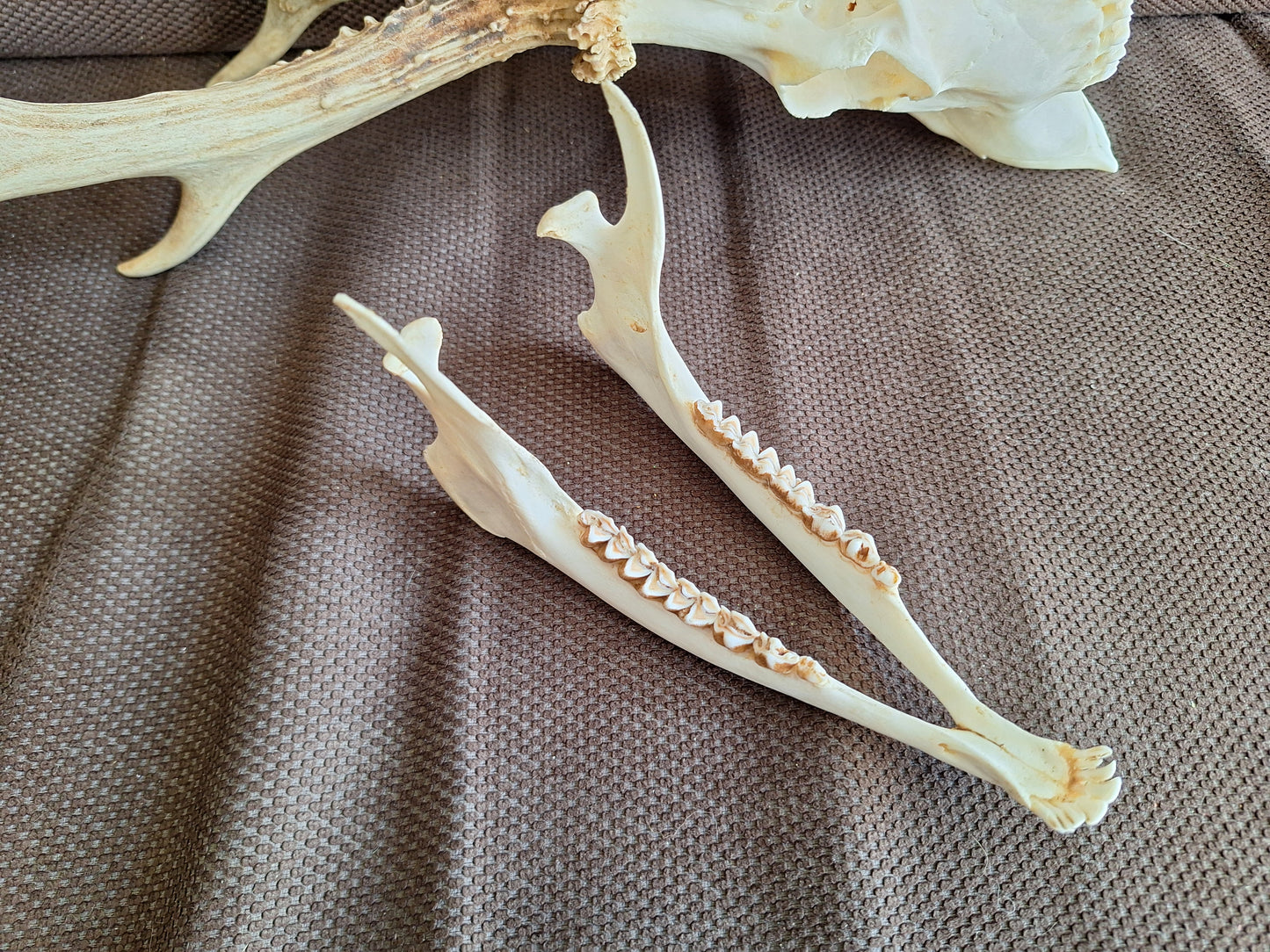 Roe buck skull #4