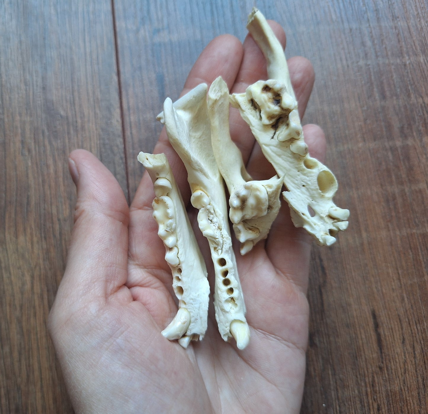 Badger jaw pieces, B-quality