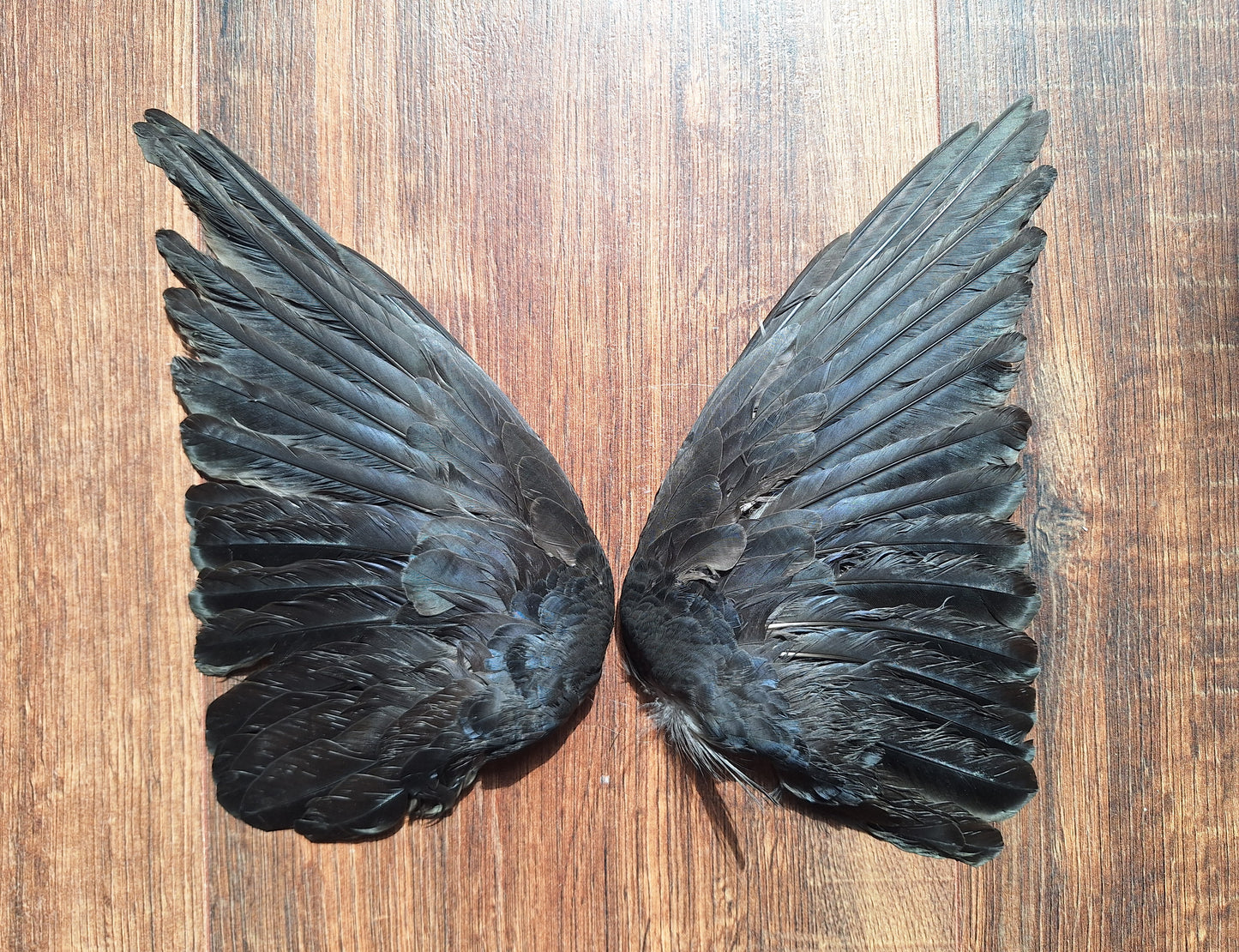 Jackdaw set of wings #6