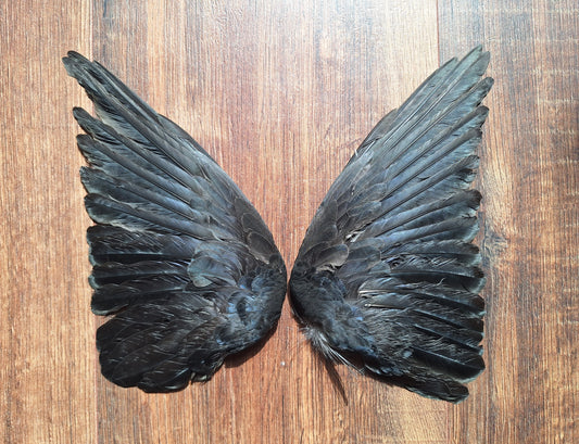 Jackdaw set of wings #6