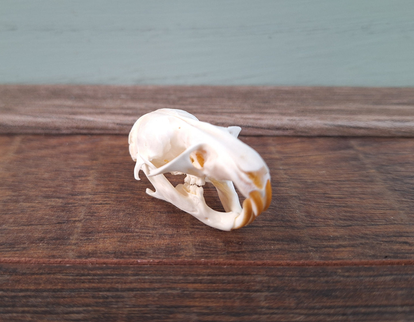 Gold hamster skull