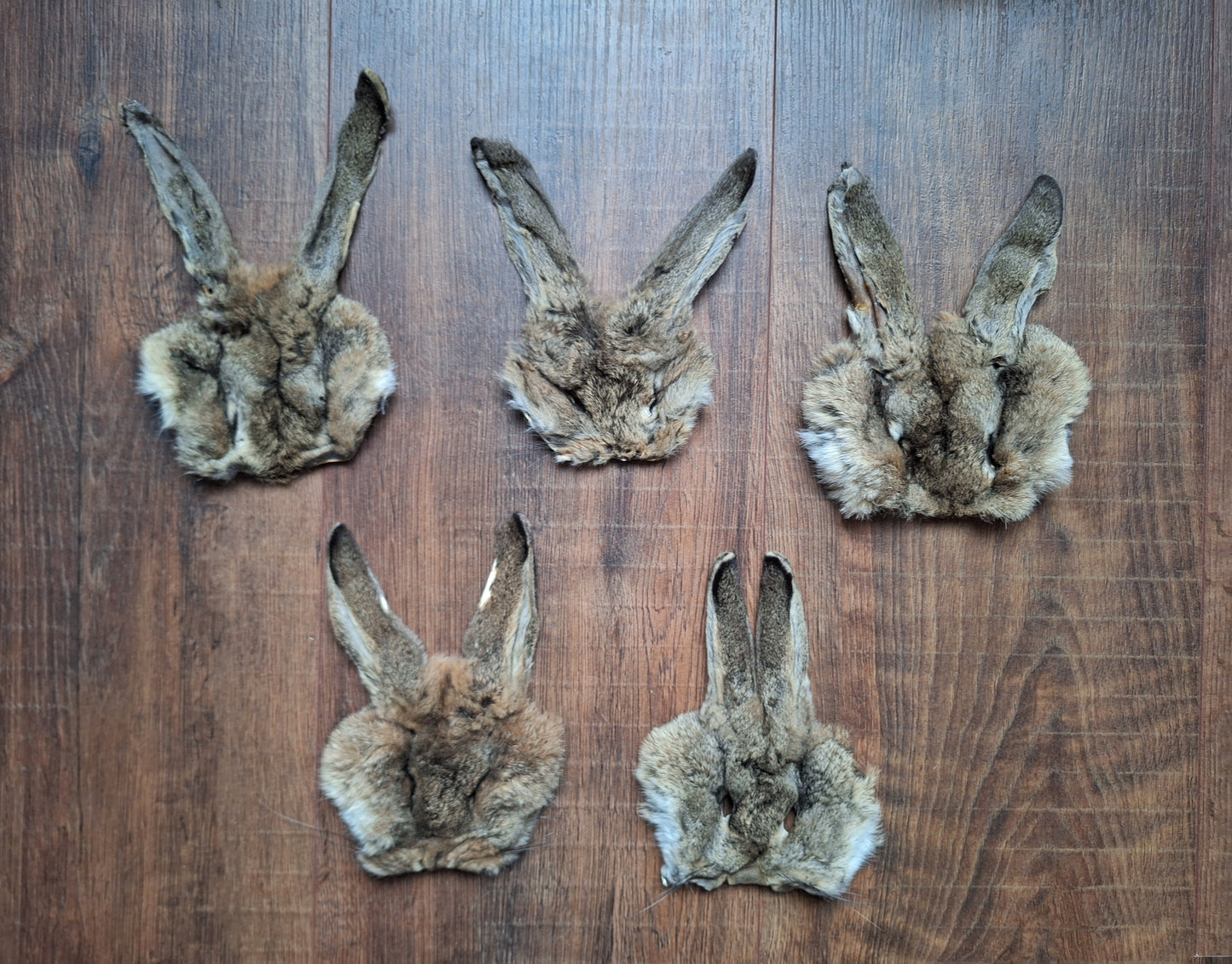 Hare head skins