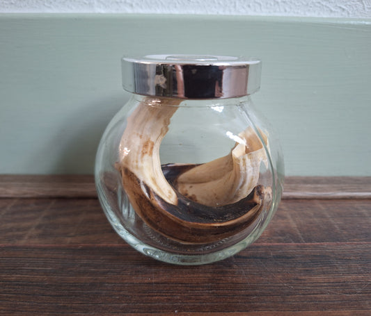 Wild boar upper jaw tusks in glass jar