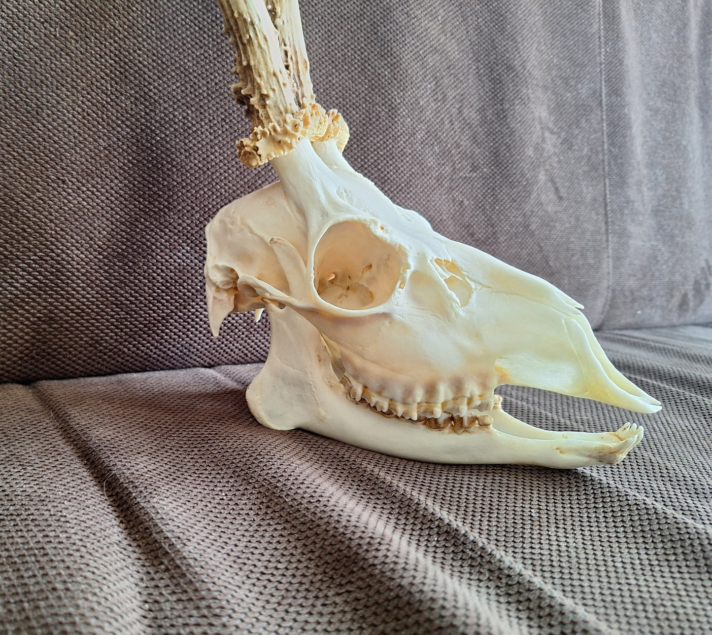 Roe buck skull #4