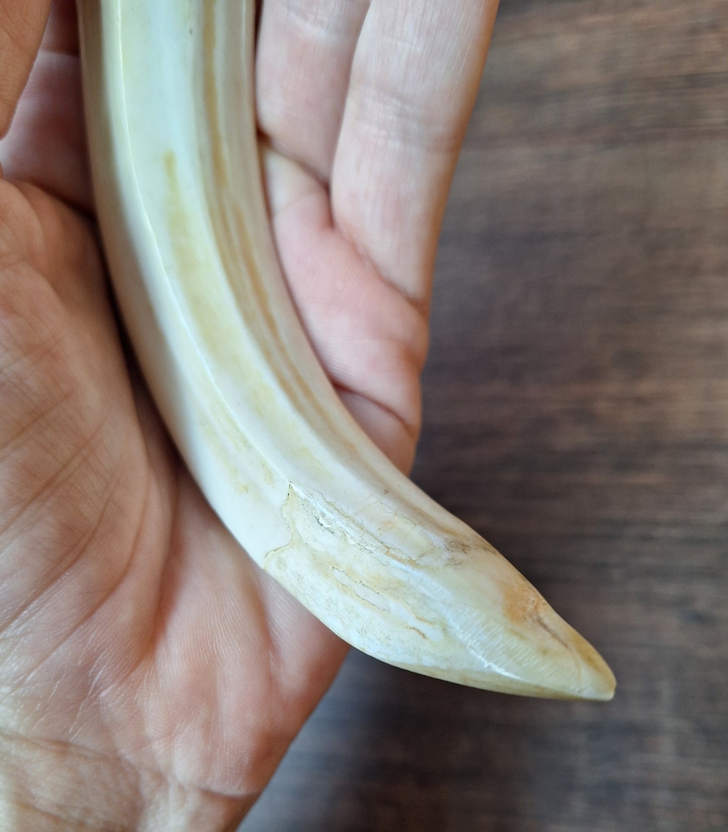 Vintage Nepalese wild boar tusk pendant