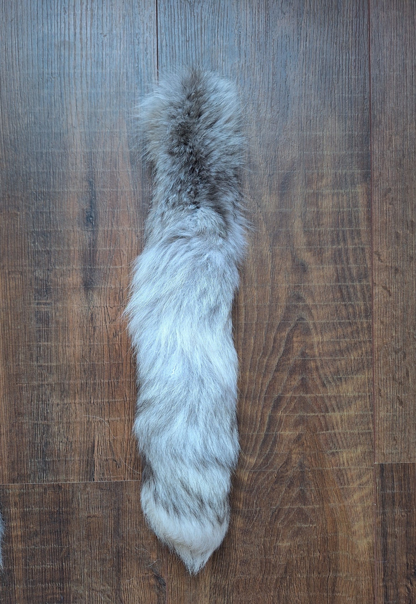Painted silverfox tails