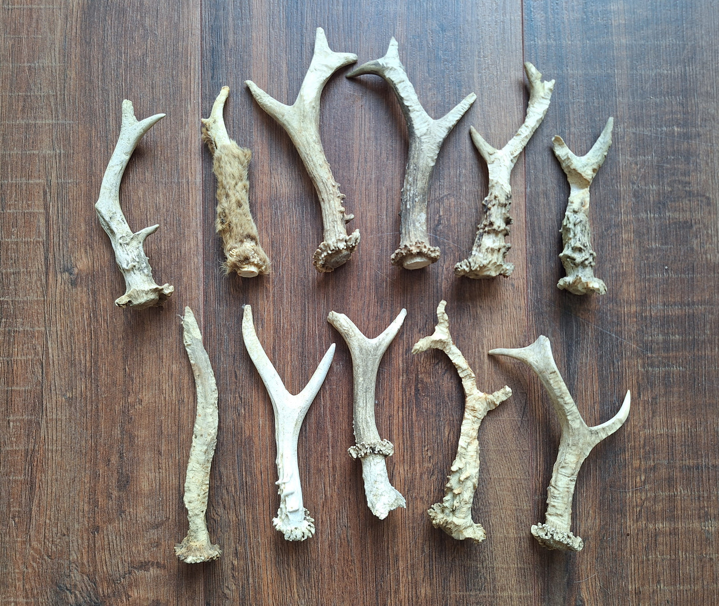 Roe deer antlers, B-quality, set of 11,