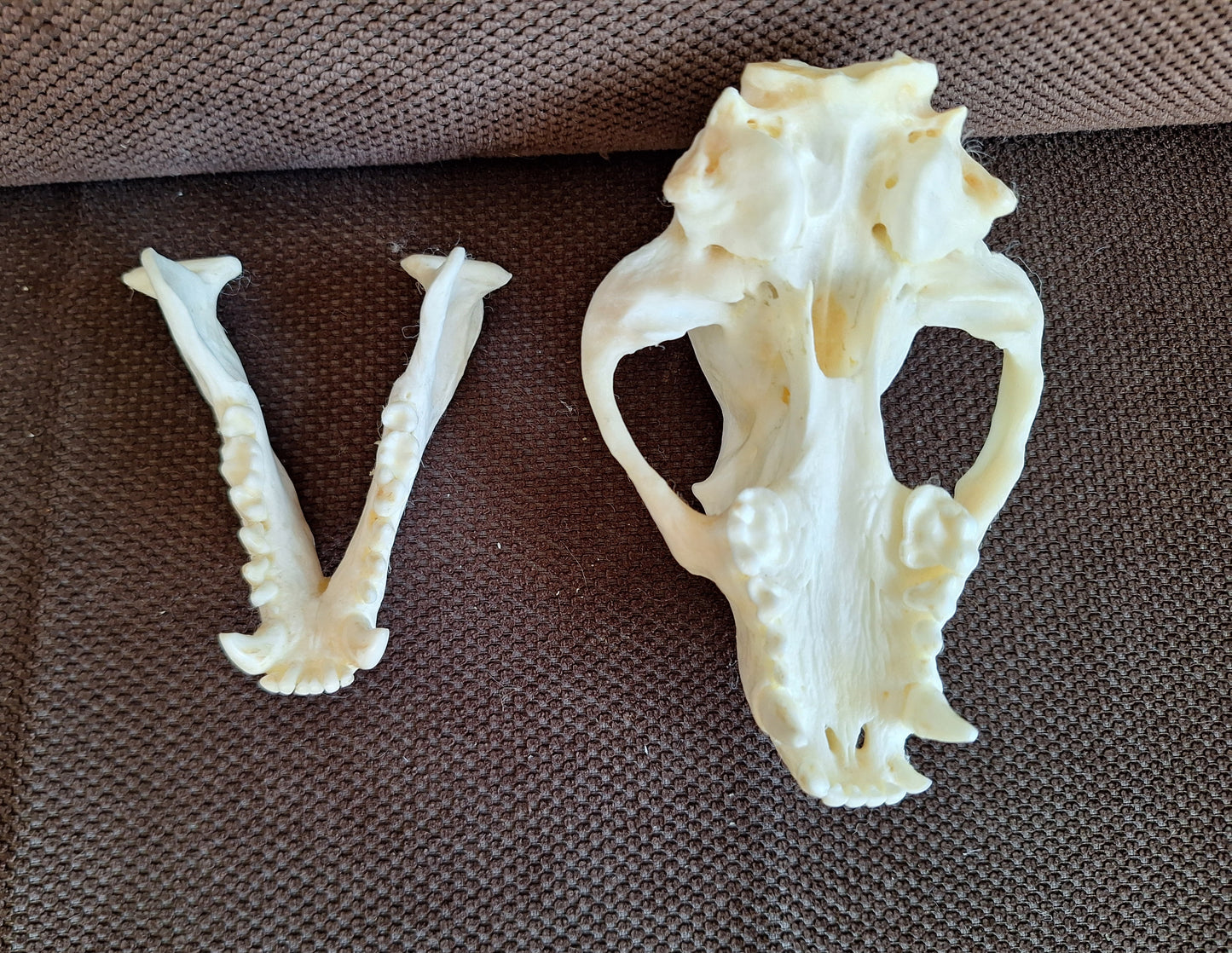 Badger skull #10