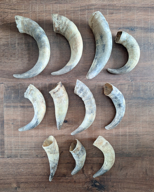 Cow horns
