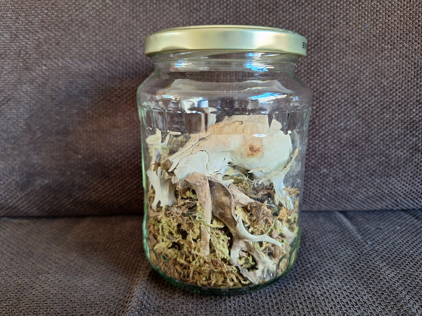 Rabbit partial skeleton, B-quality, in glass jar