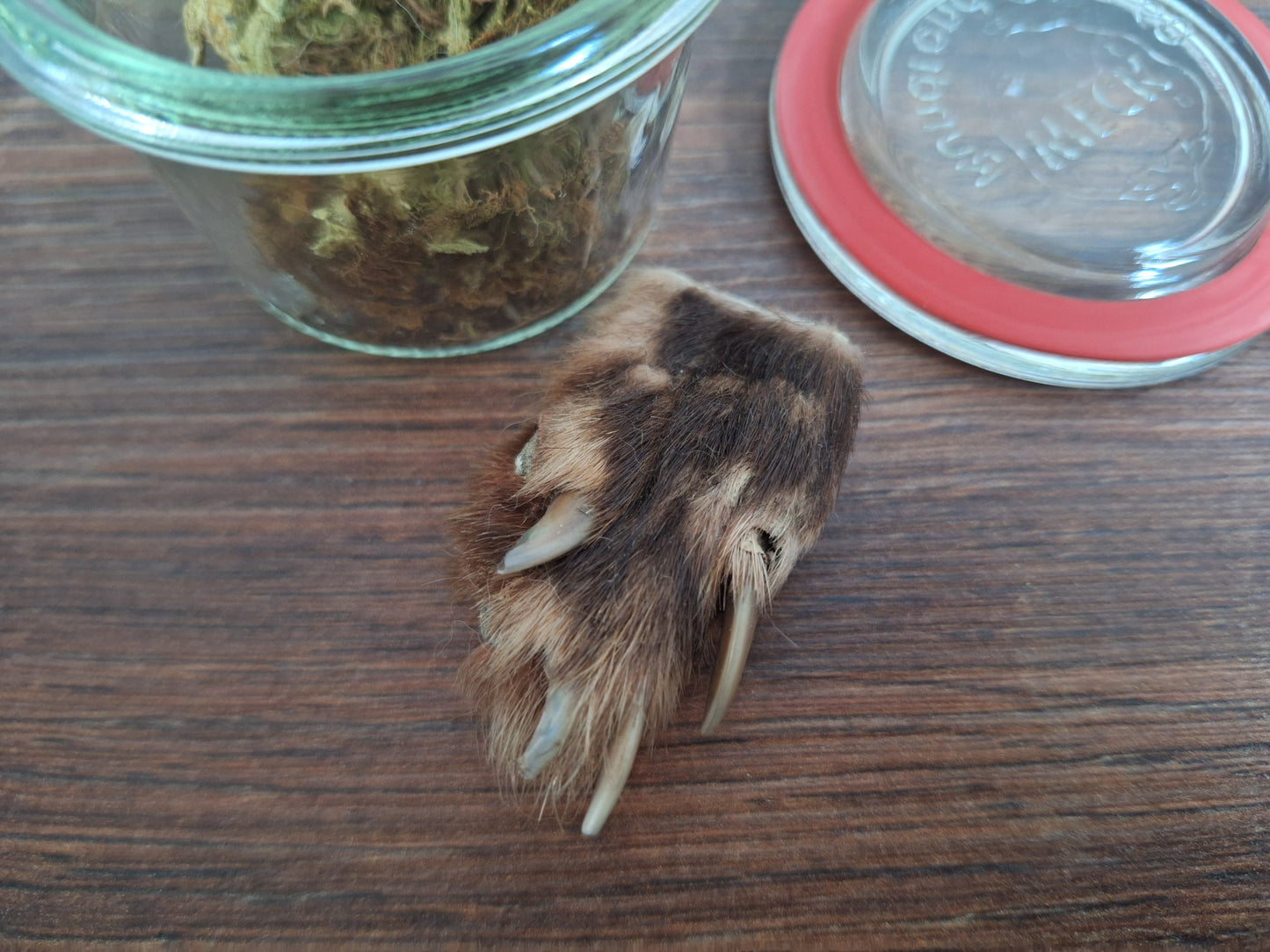 Fox paw, B-quality, in glass jar