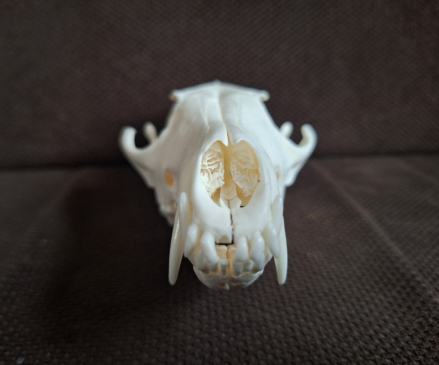 Fox skull #26