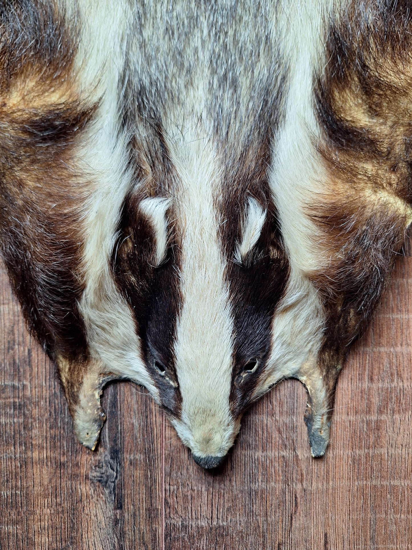 Badger hide #7