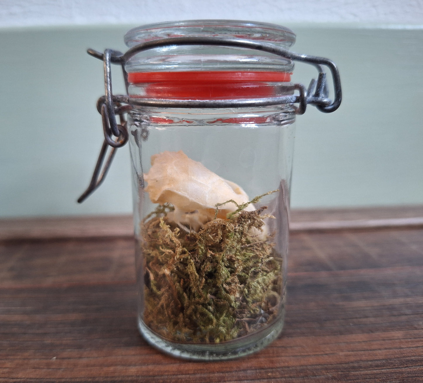 Rat skull in glass jar