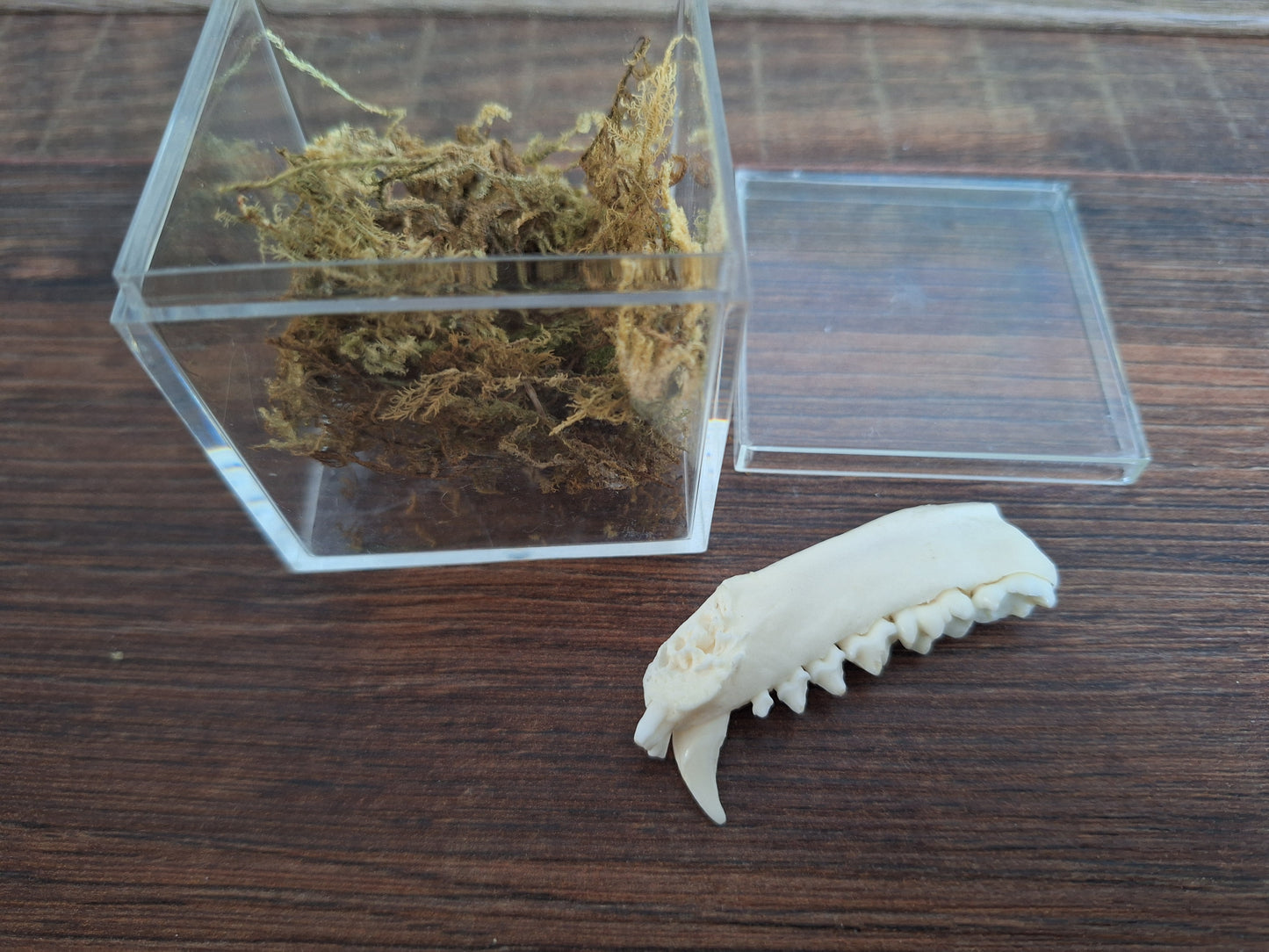 Fox lower jaw piece in display cube