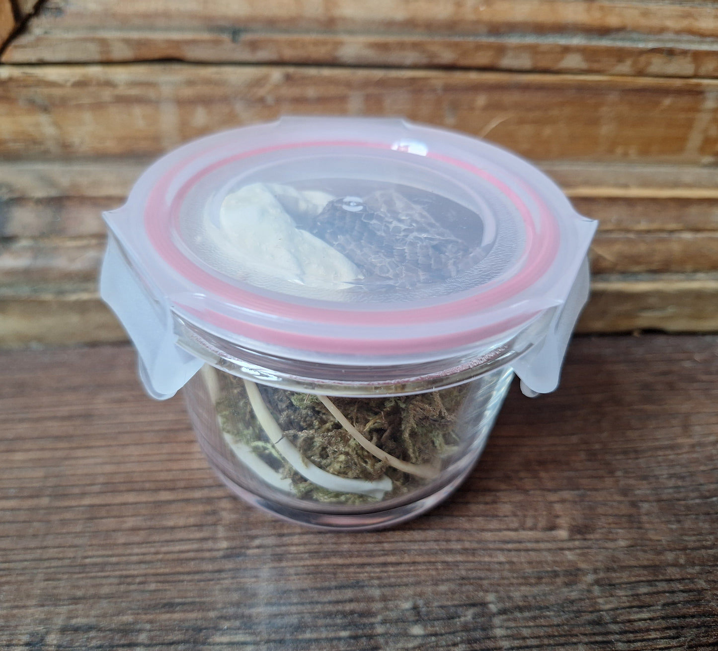 Snake set in glass jar