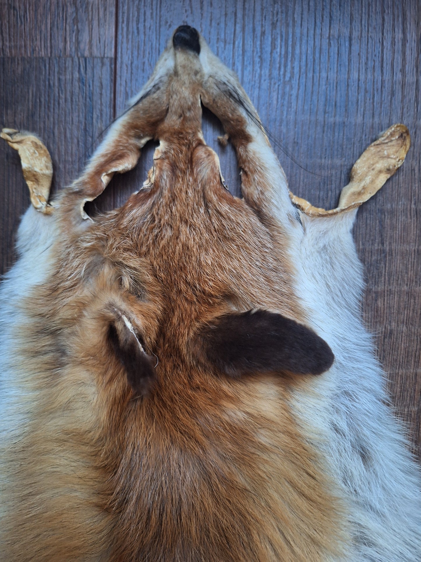 Red fox hide crafting piece