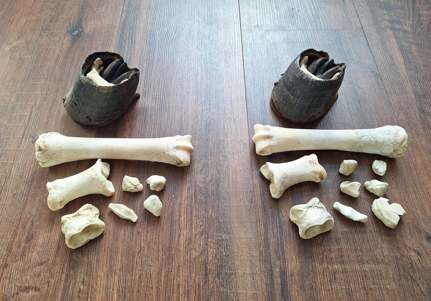 Horse lower leg bone sets