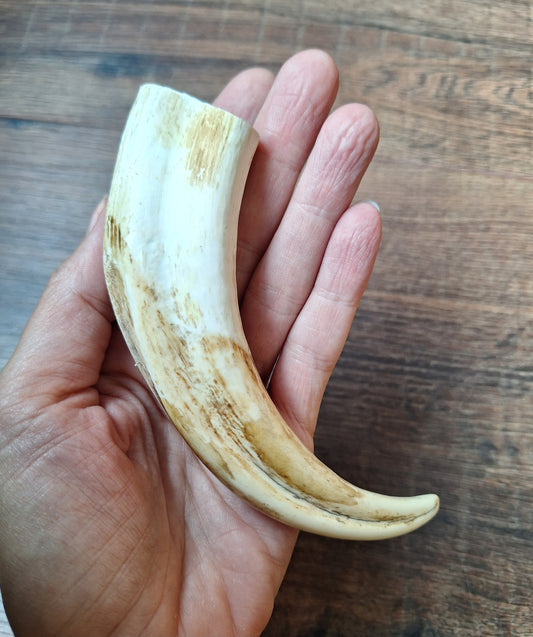 Wart hog tusk