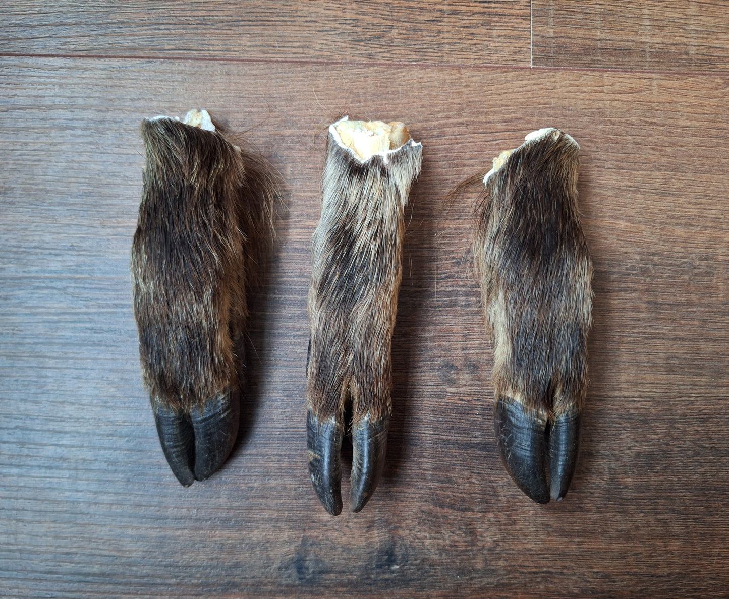 Wild boar lower legs