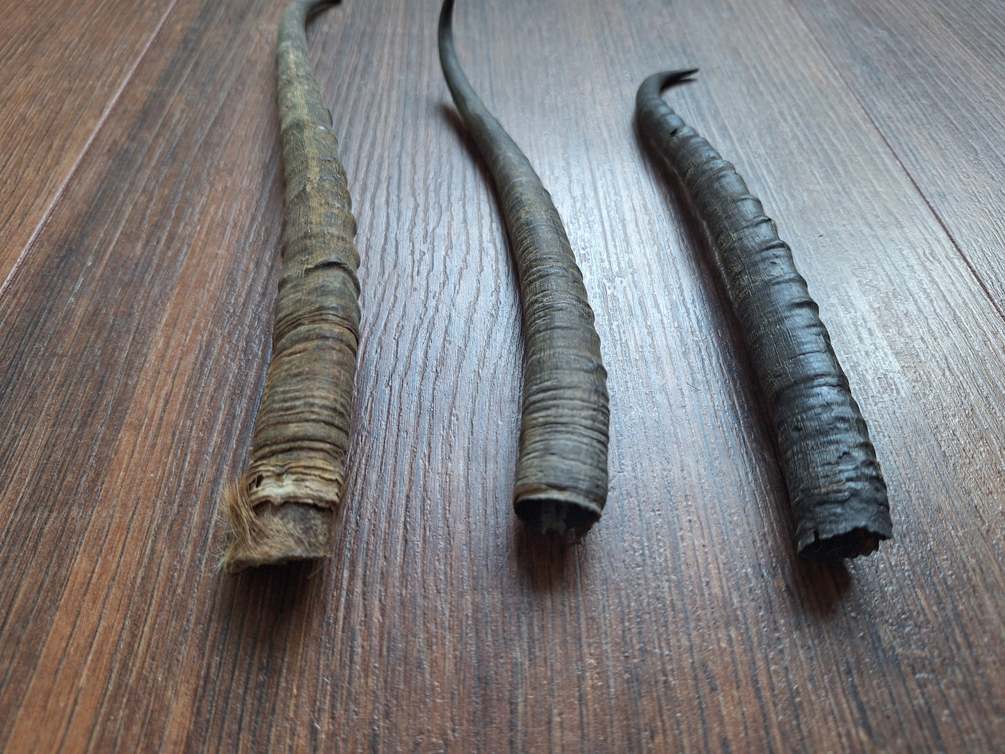 Dorcas gazelle horns, single