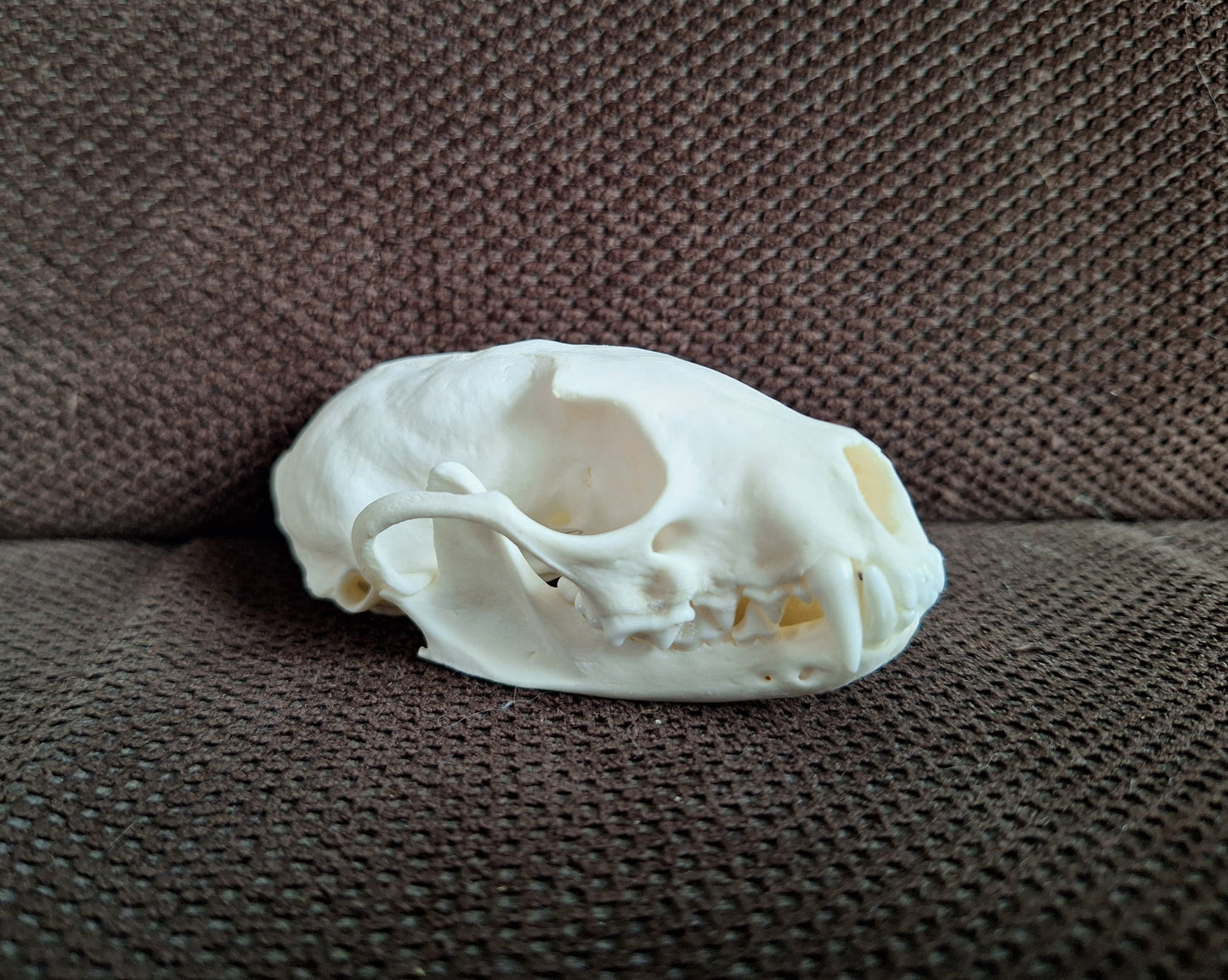 Stone marten skull #1