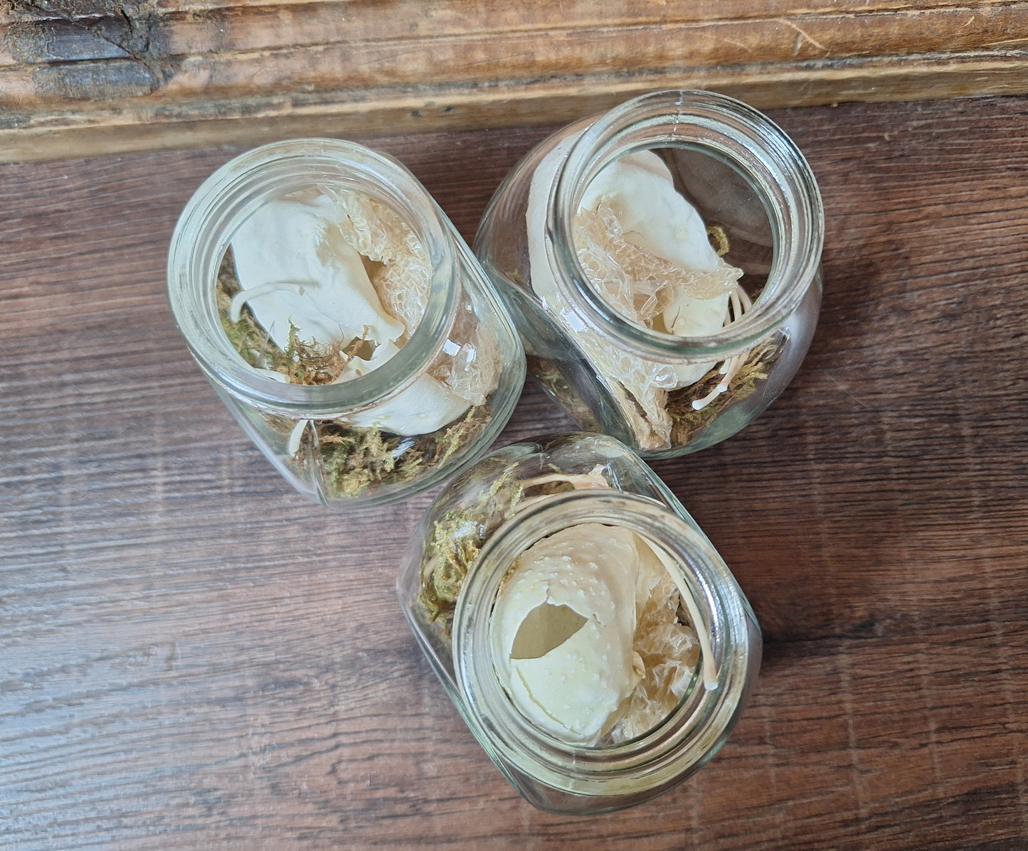 Snake set in glass jar