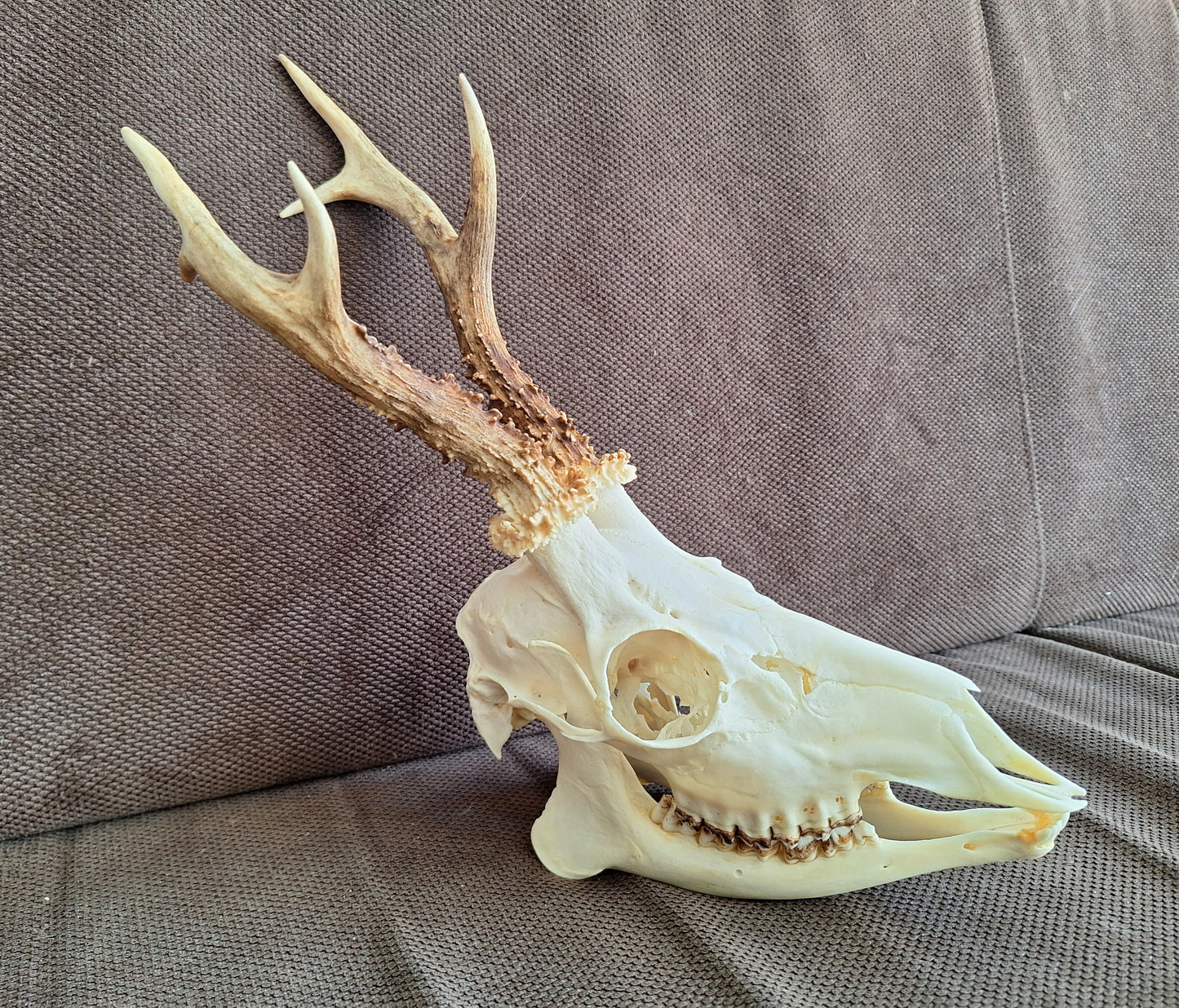 Roe buck skull #3