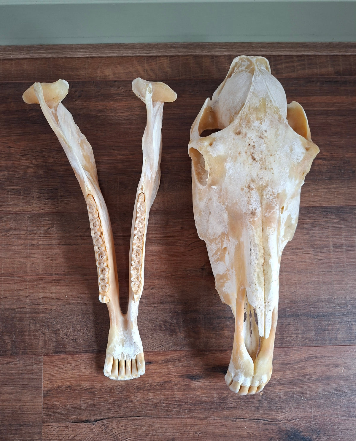 Horse skull