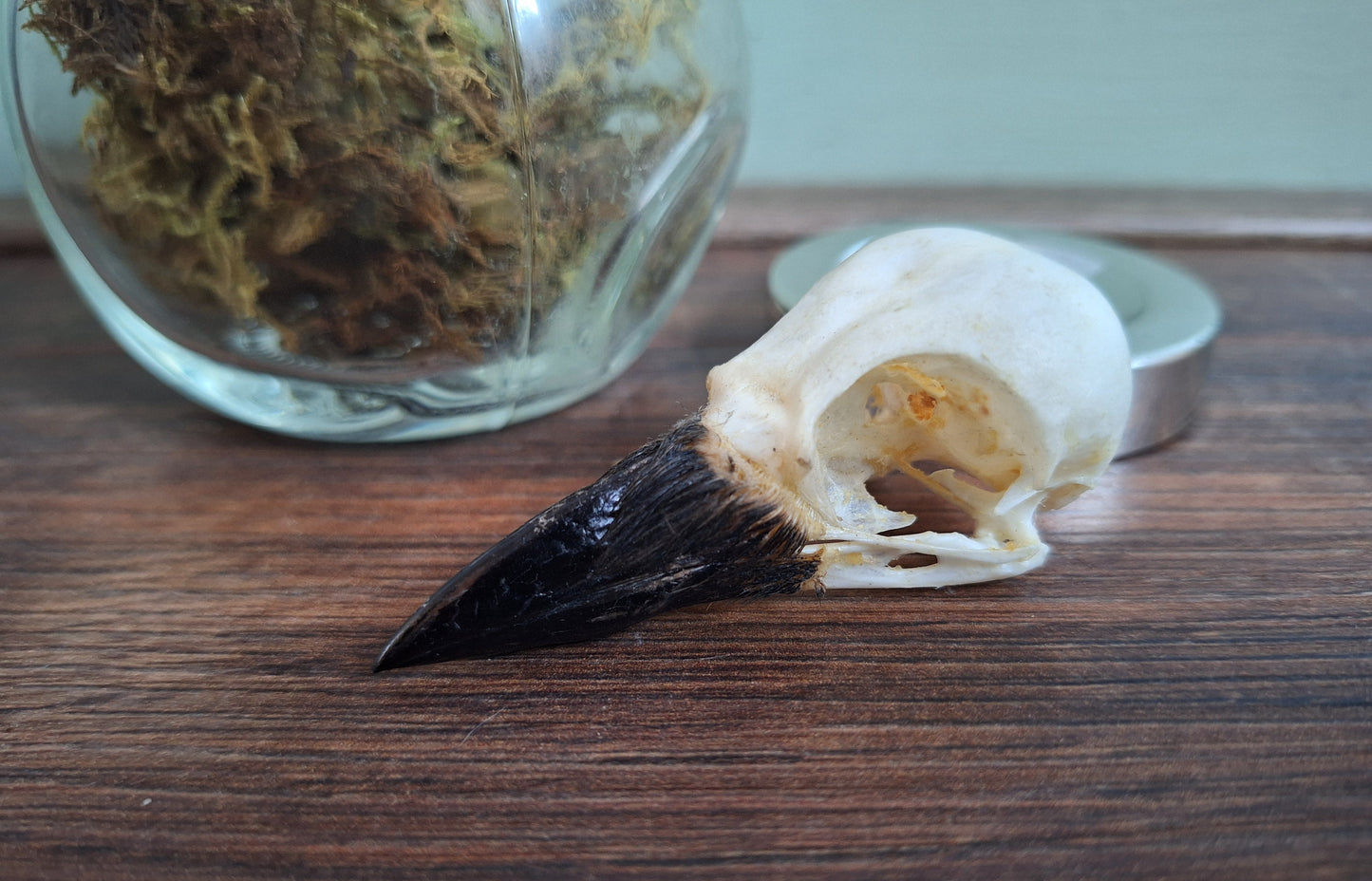 Jackdaw skull in glass jar