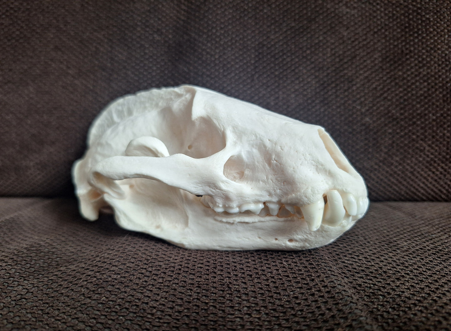 Badger skull #6