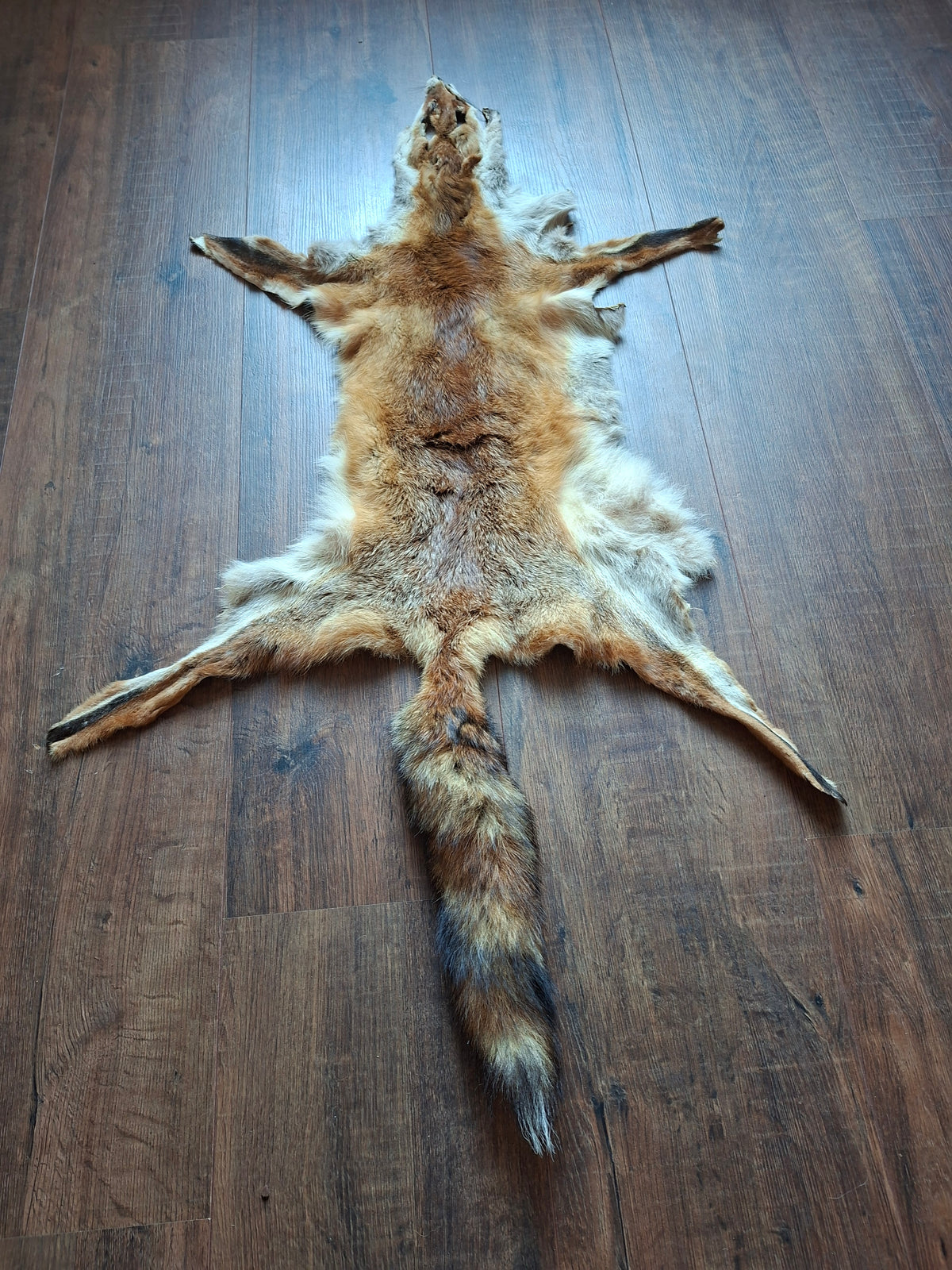 Red fox hide #33, B-quality