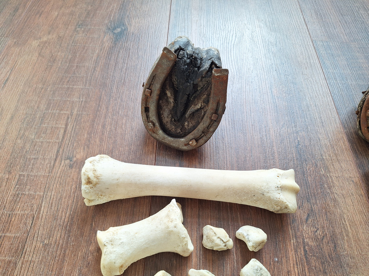 Horse lower leg bone sets