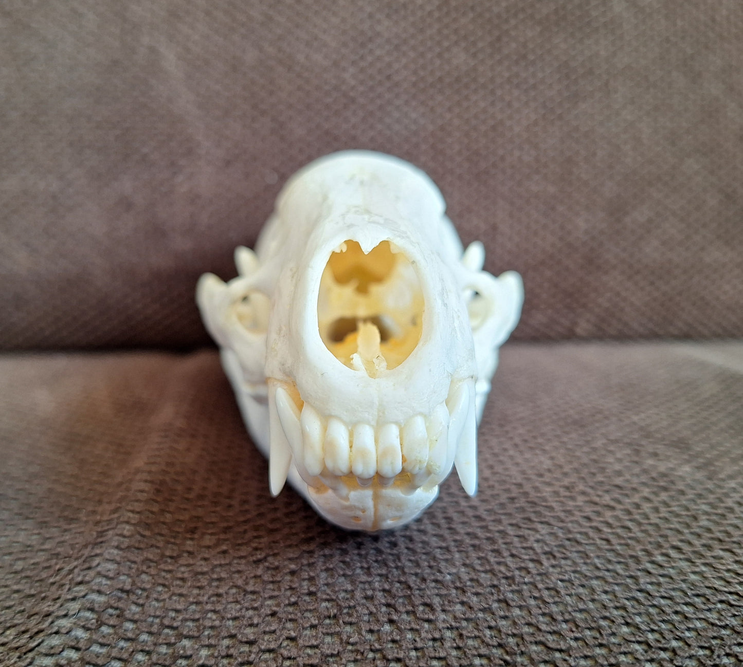 Raccoon skull #1