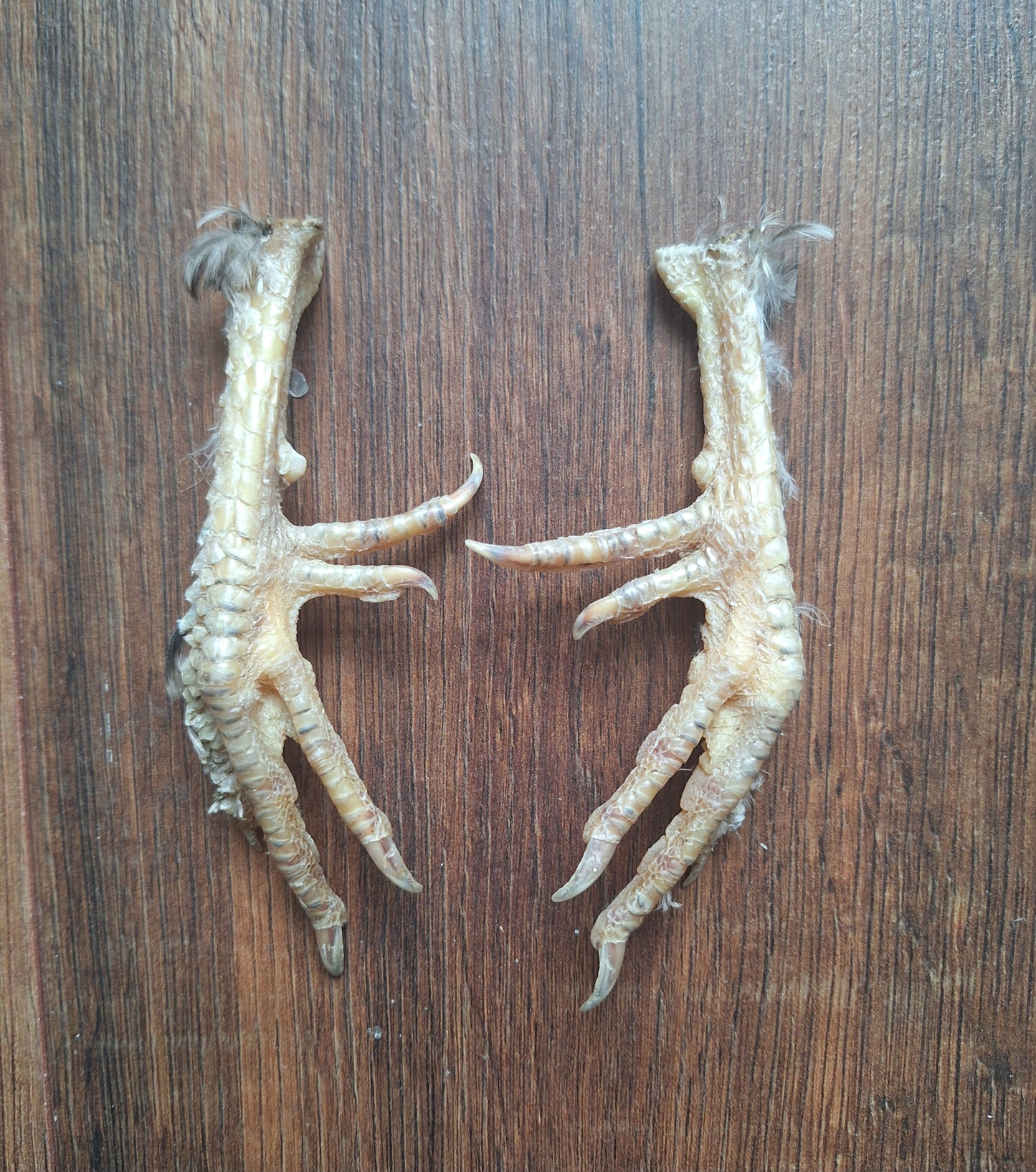 Silkie chicken lower legs, set of 2