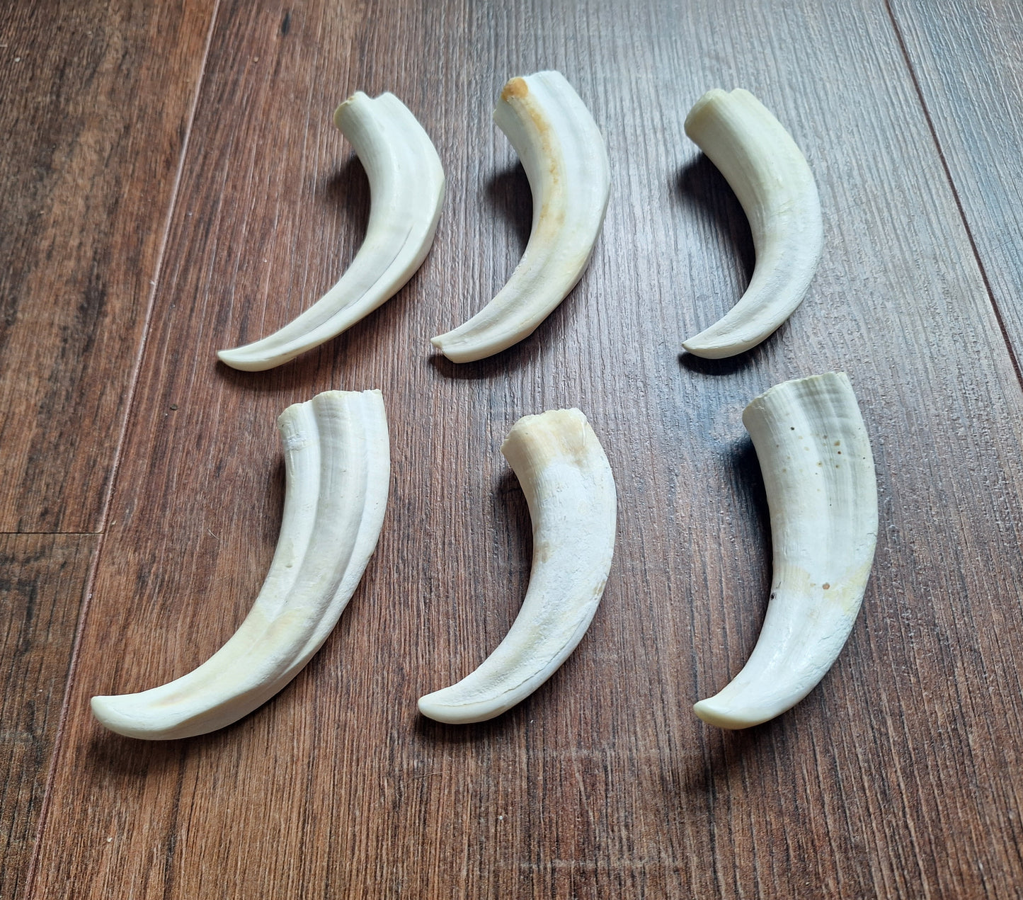 Wart hog tusks
