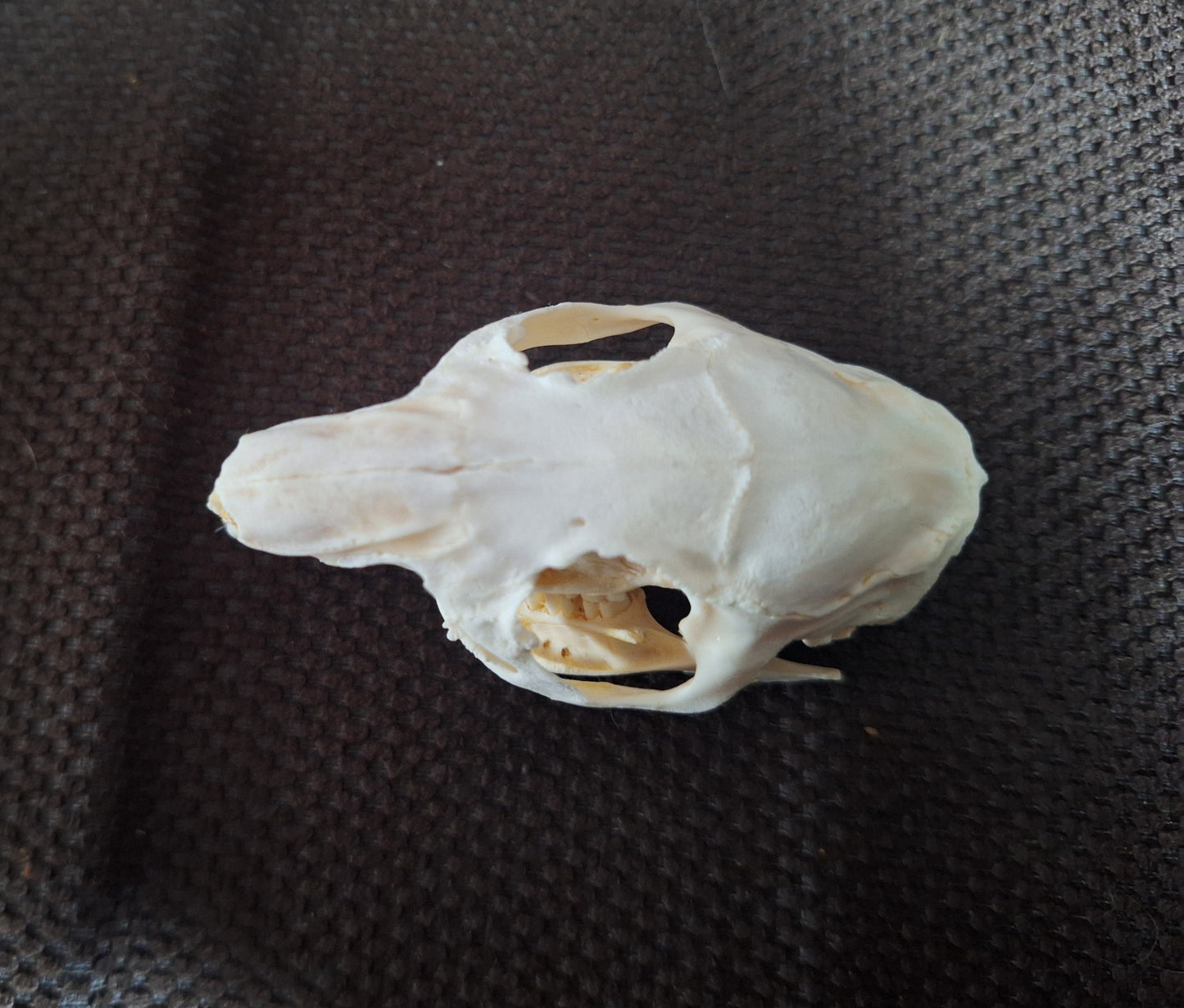 Guinea pig skull