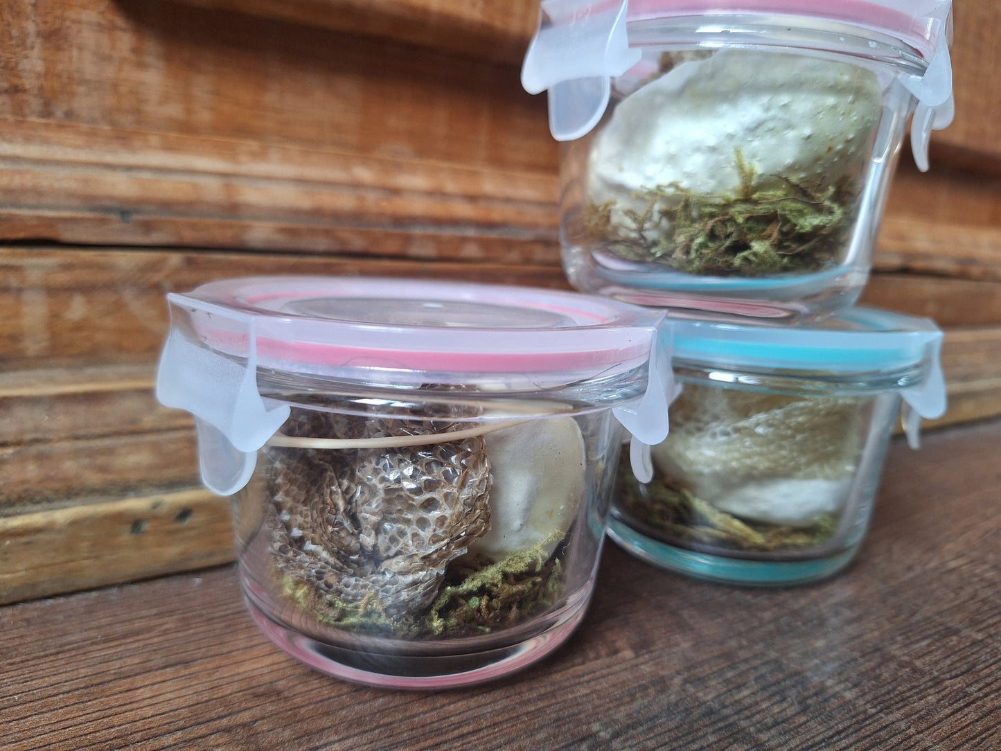 Snake set in glass jar