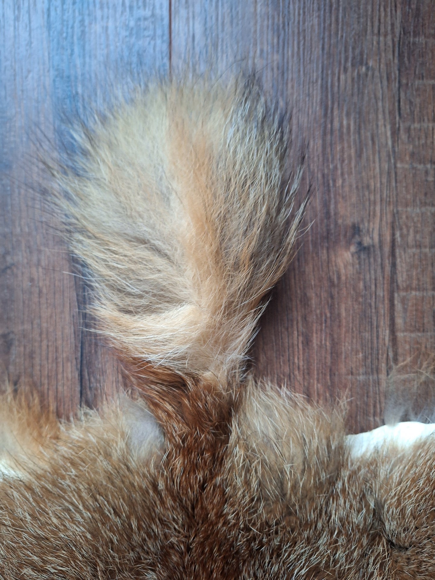 Red fox hide #29, B-quality