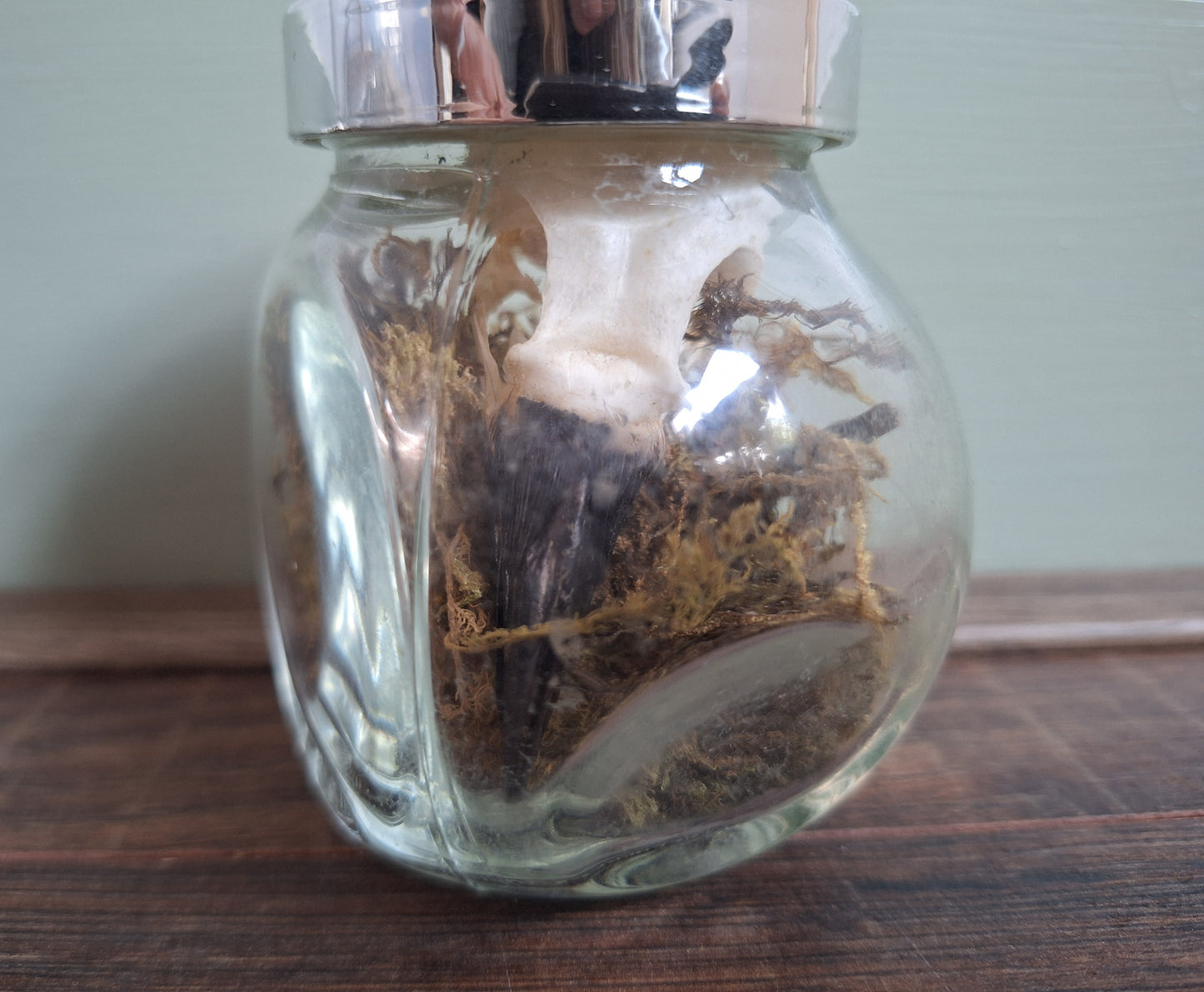 Jackdaw skull in glass jar