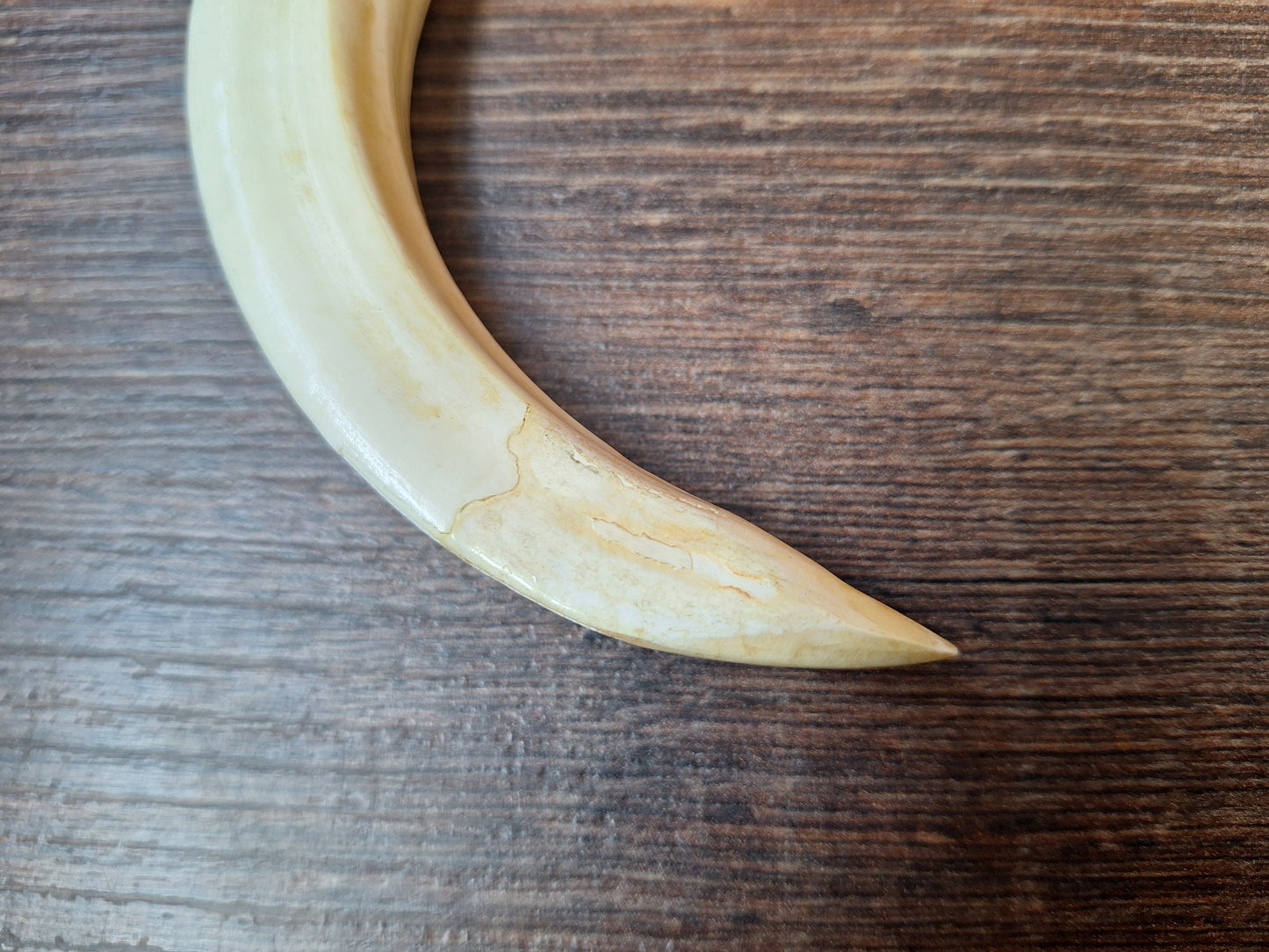 Vintage Nepalese wild boar tusk pendant