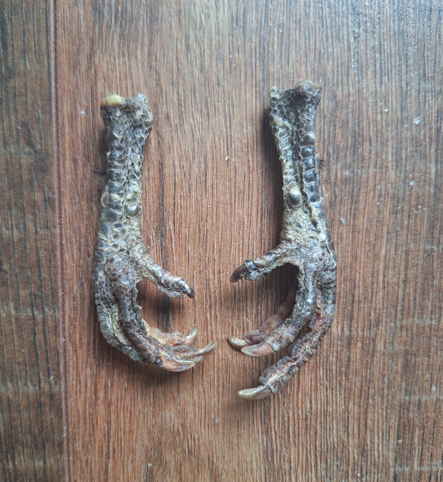 Chicken lower legs, set of 2