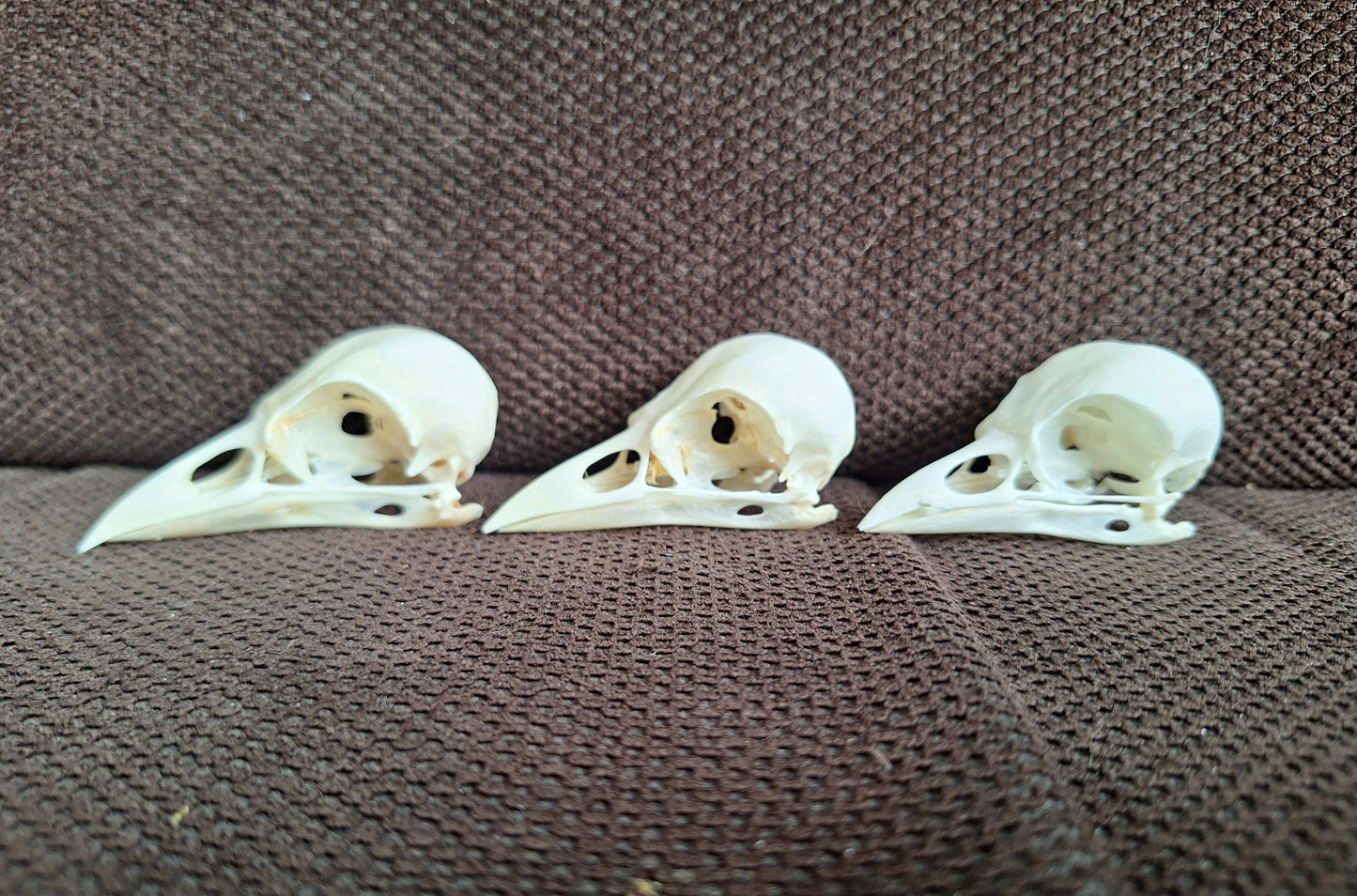 Jackdaw skull