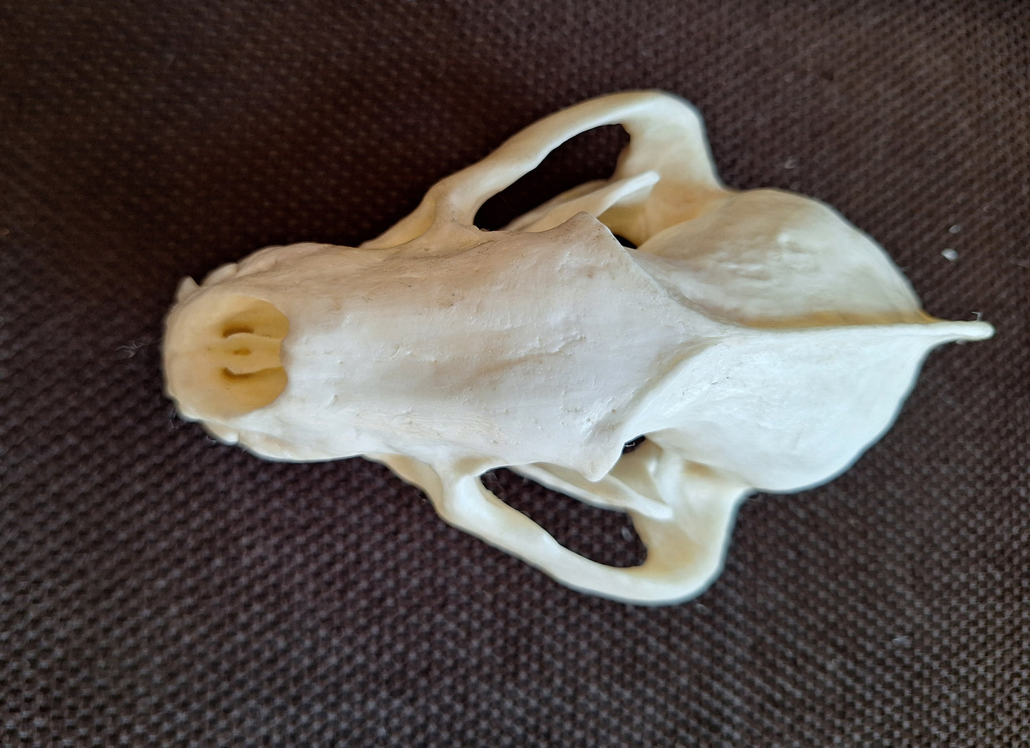 Badger skull #10